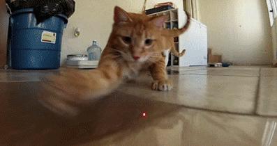 一组猫咪的迷惑行为图片,那些可爱到爆的猫咪照片