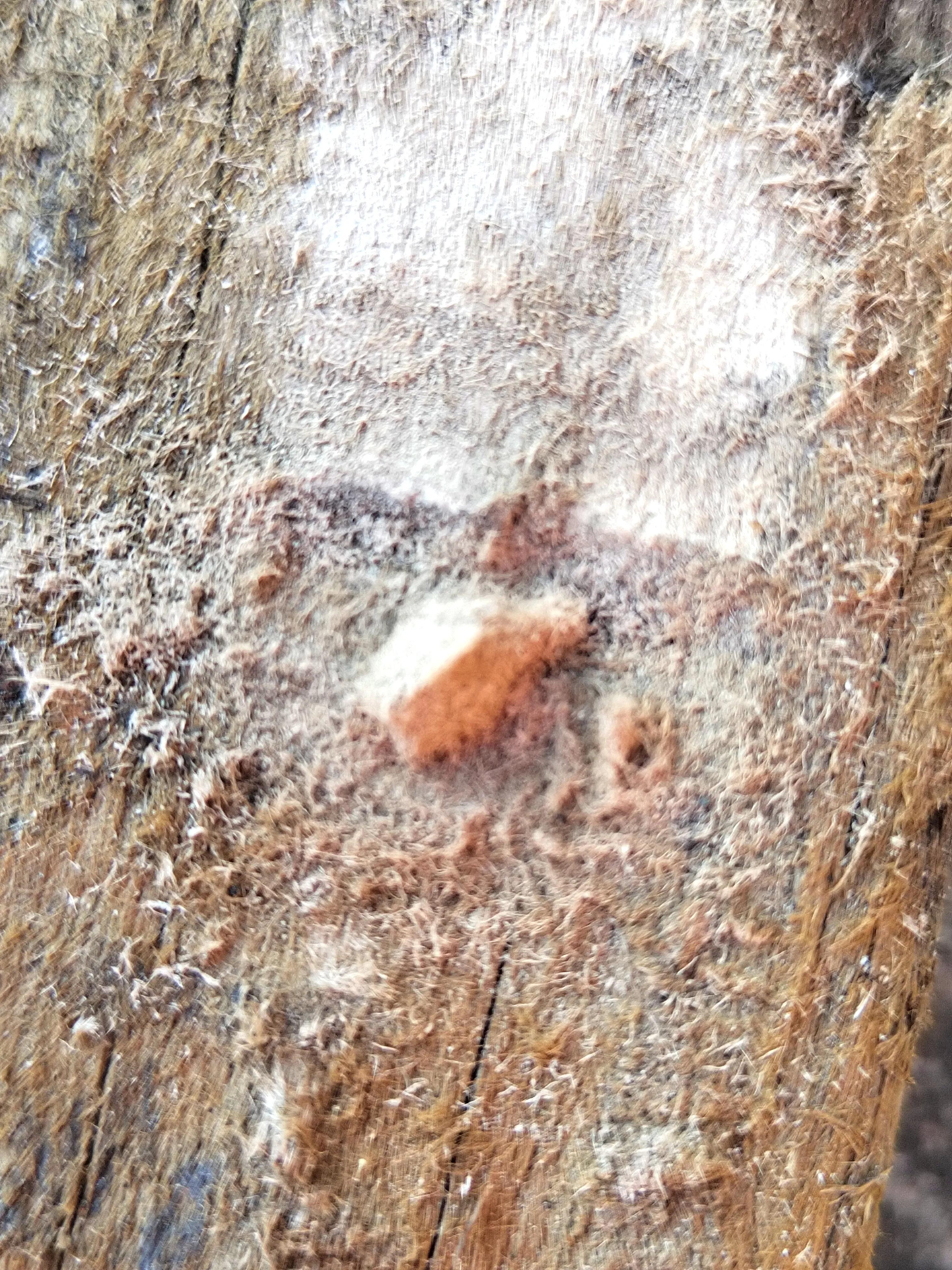 海南霸王岭白奇楠,海南白奇楠和紫奇楠