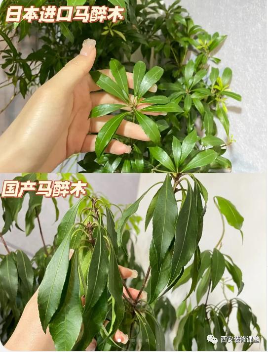 室内绿植软装搭配案例怎么摆,绿植与轻奢结合的软装搭配