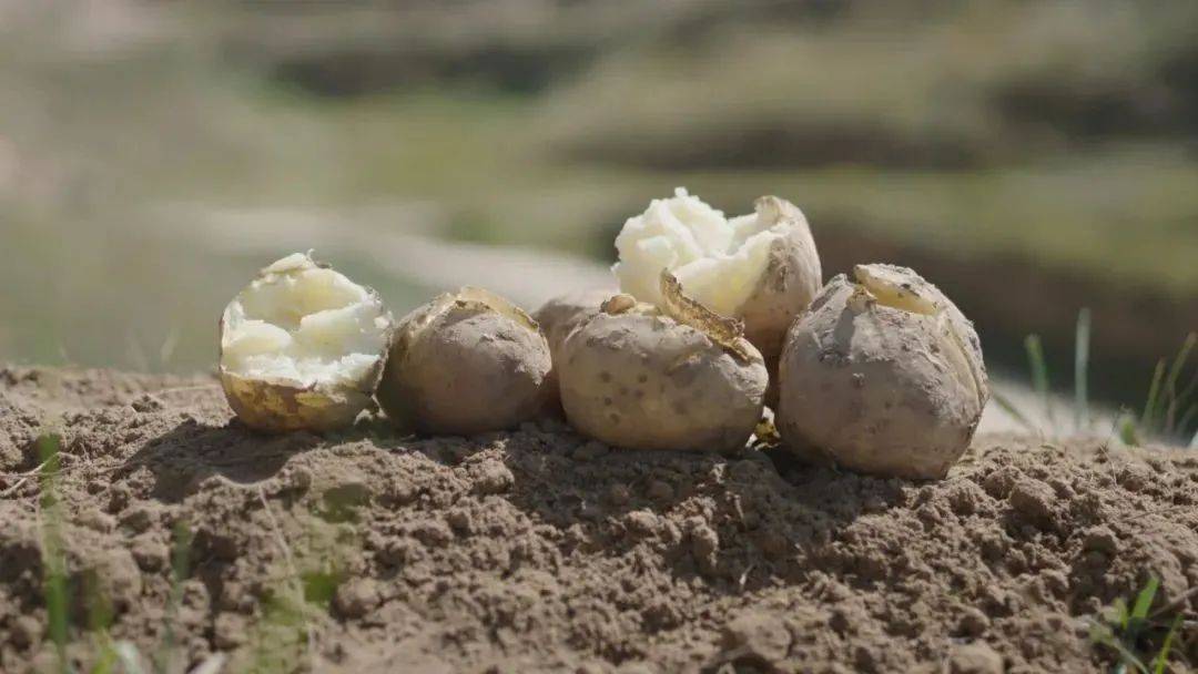 甘肃定西薯都,中国薯都