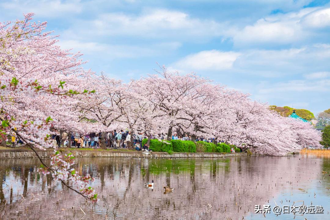 东京赏樱不完全攻略,2023年东京赏樱攻略
