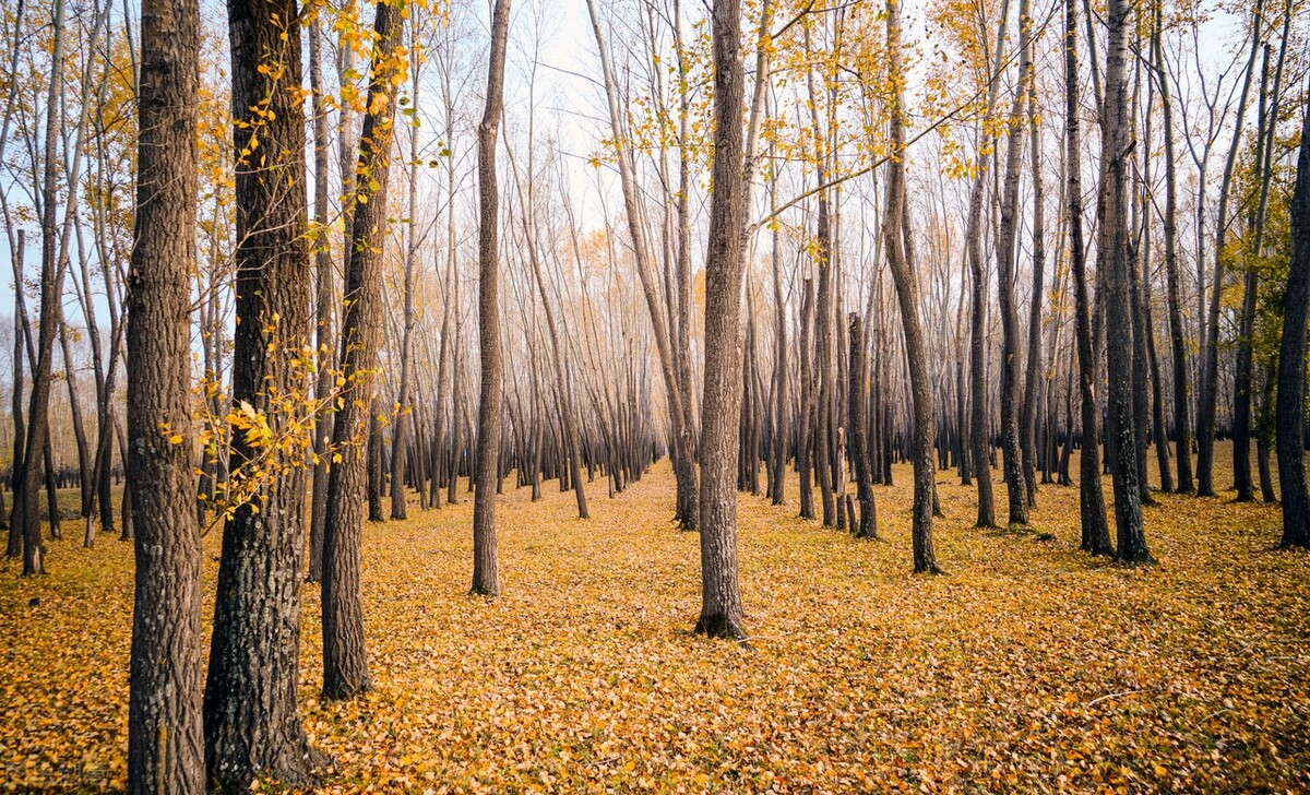 运河夜话之姥爷的独轮车