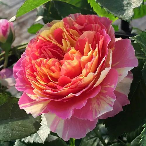 月季美图100张,妩媚动人的月季花图片