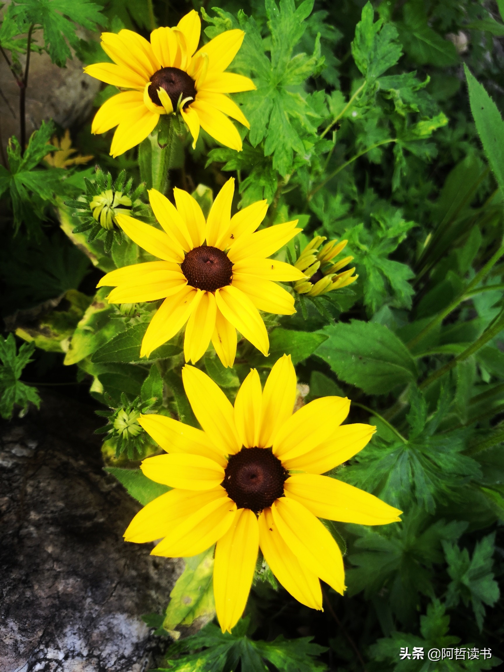 黑心金光菊：花名不雅，花姿灿烂，菊花里独特耀眼的一款