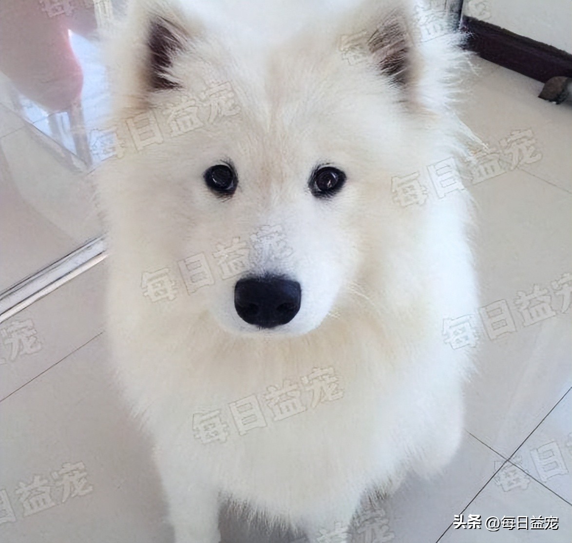 萨摩耶半夜在主人床边吓坏主人,萨摩耶半夜拉屎怎么回事