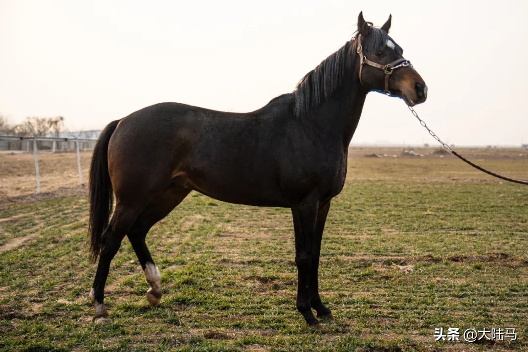 一鸣马业在什么地方,一鸣马业公马价格