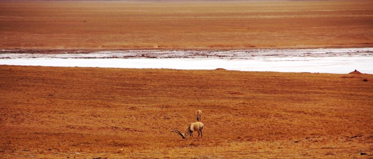 火车环境差、时间长，为何有人却宁坐硬座，也不乘坐舒适的高铁？
