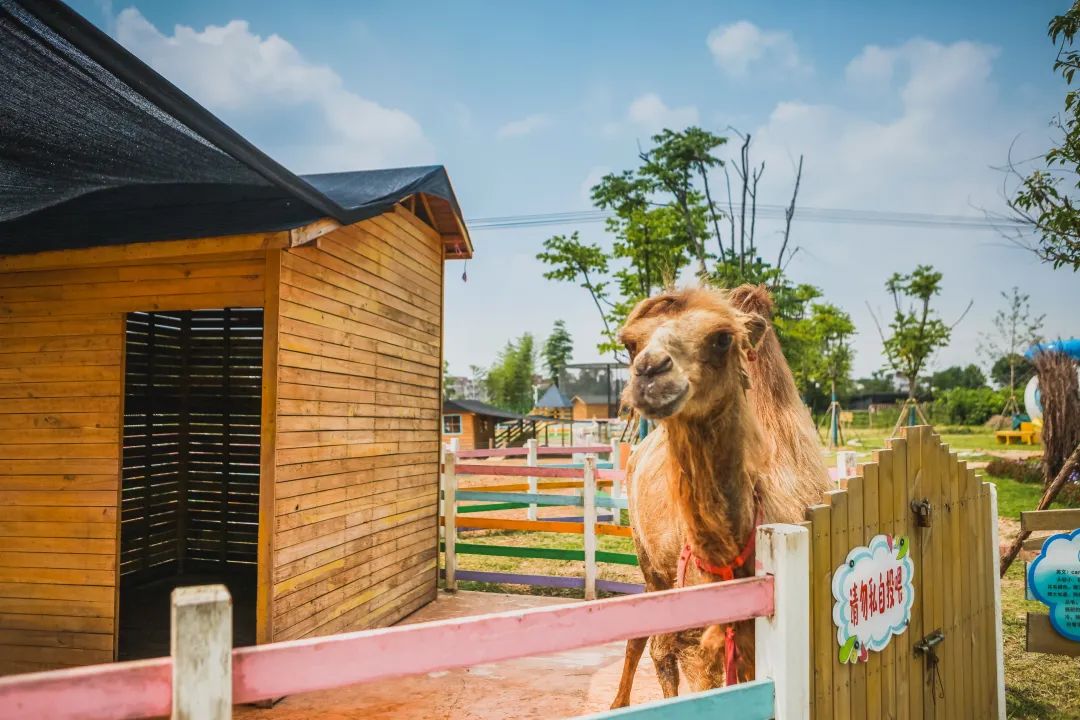稻梦空间乡村生态观光园,稻梦空间采摘园