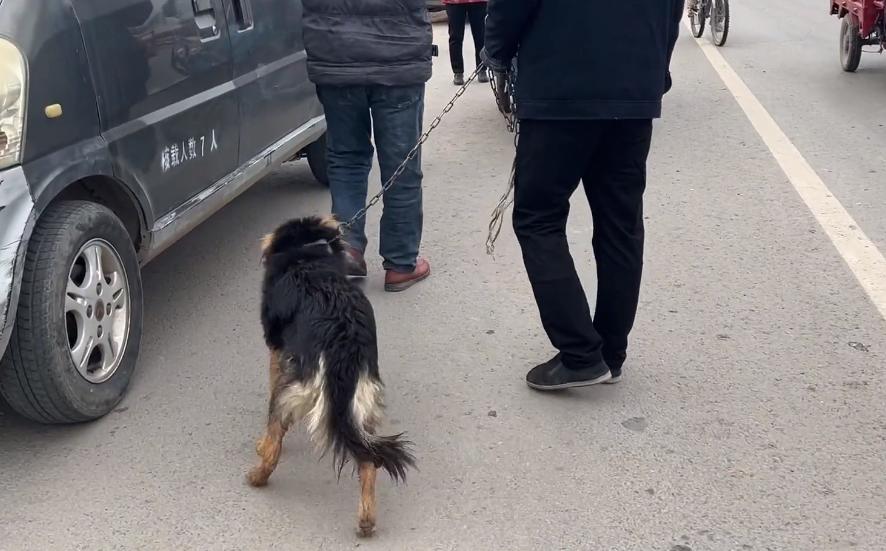 河南:200块,瘦德牧进了笼,发现大爷不舍,大娘:咱俩喂不起