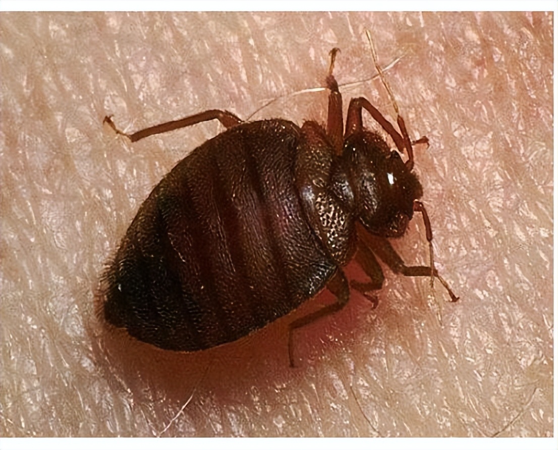 吸血臭虫和蜱虫一样么,咬人吸血的臭虫是什么虫