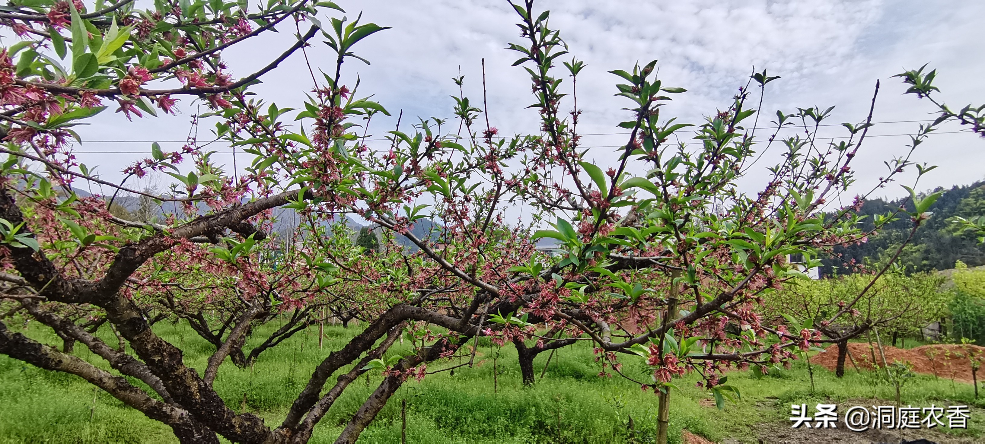 极早熟桃怎样膨果增甜,减少打药次数提高果实品质