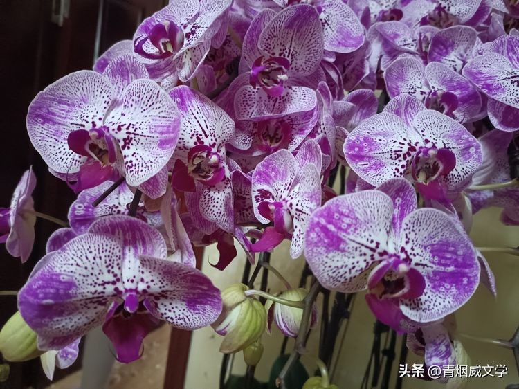 读书感怀七律三首,除夕感怀七律三首古诗