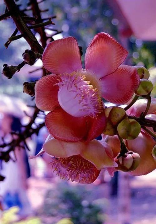 佛教四大圣树介绍,佛教“四圣树”之一