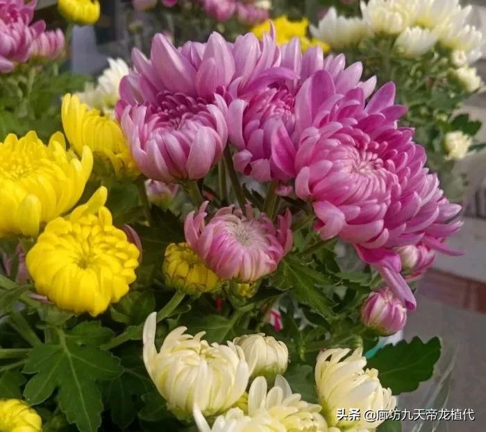 廊坊九天花卉市场,九天花卉市场植物