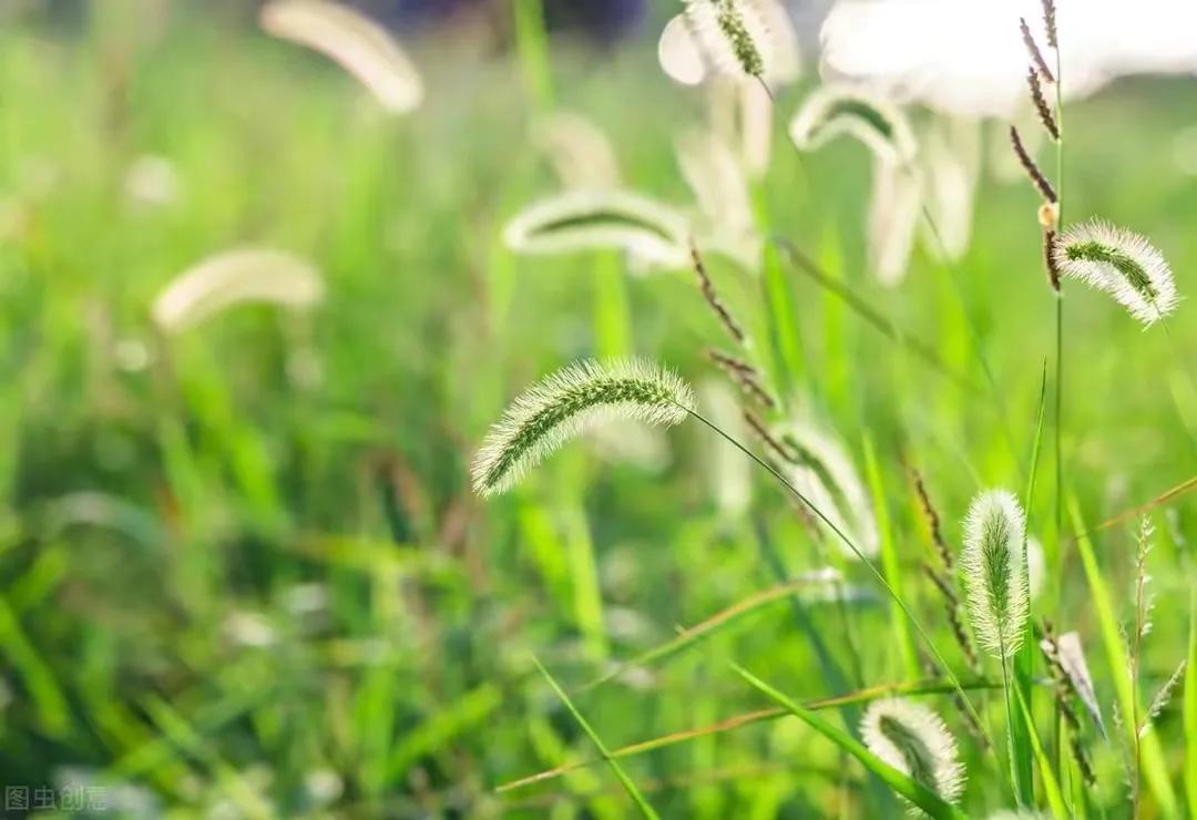 狗尾巴草的坏心思,狗尾巴草少年