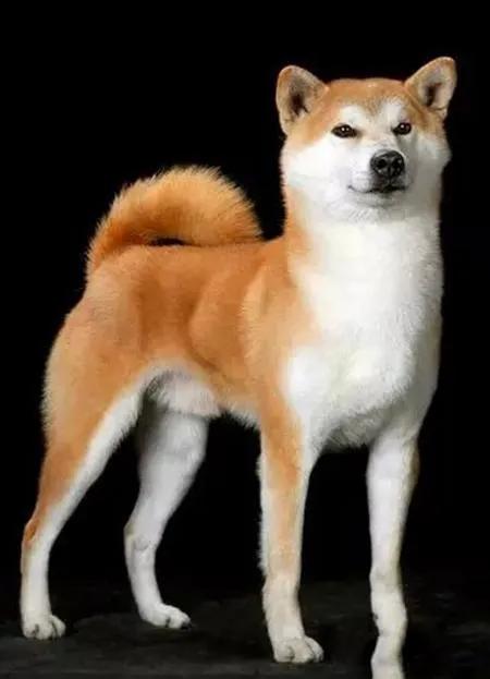 100多种名犬图片大全大图高清,100多种名犬图片大全大图