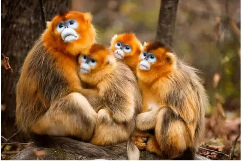 1980年猴票发行了多少版,1980年版猴票后面会再发行吗