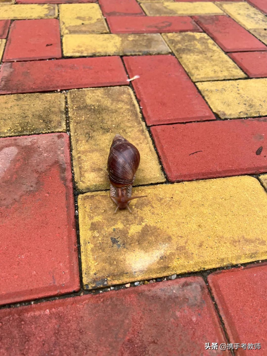 「长长见识」你了解非洲大蜗牛吗？