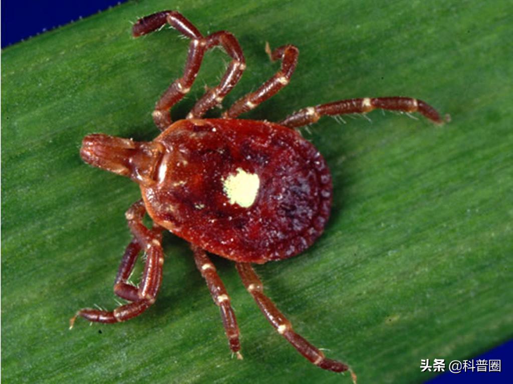 致命蜱虫,比蜱虫还可怕