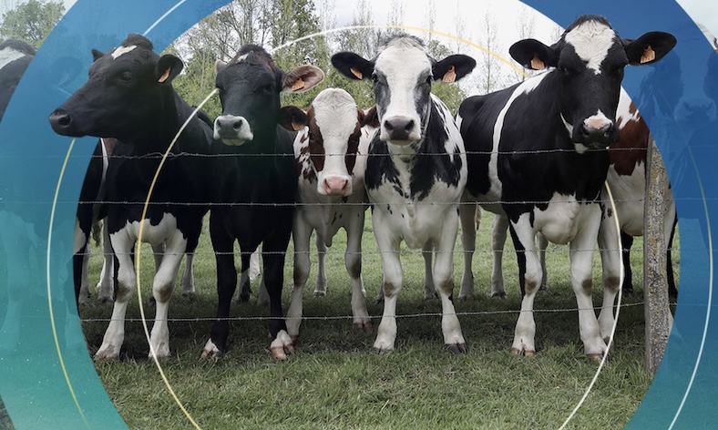 世界首个！牛羊打嗝也要收税？这个国家的做法大有深意