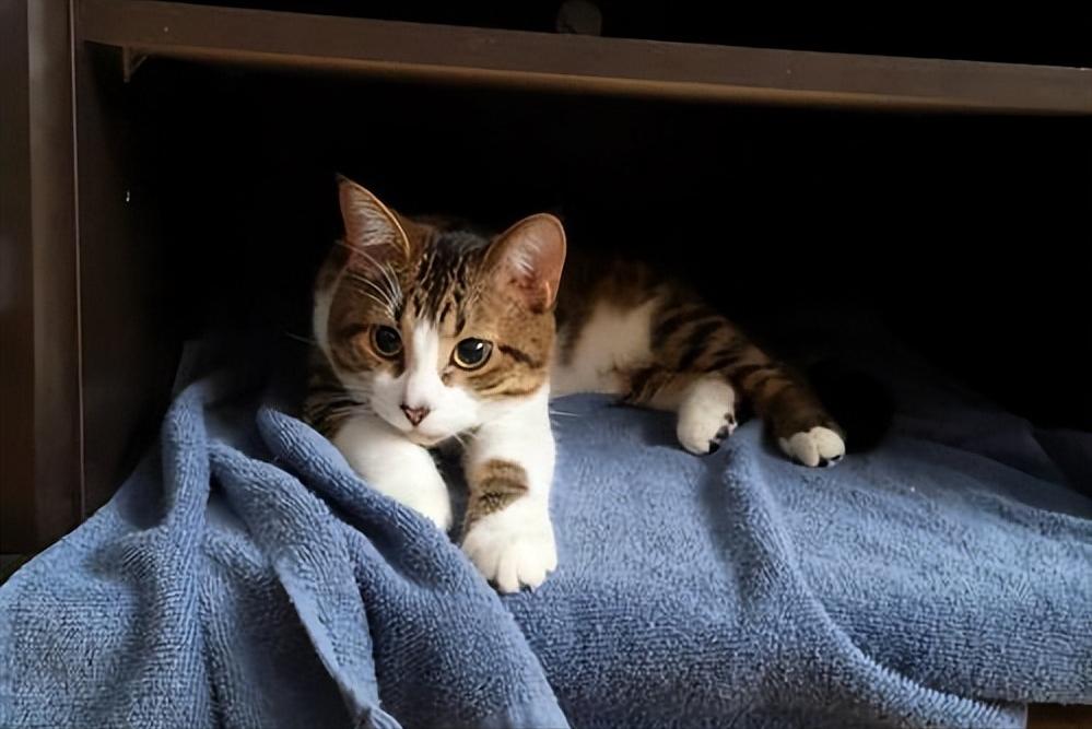 如何知道猫咪应激症状得到缓解,猫咪应激反应会出现哪些症状