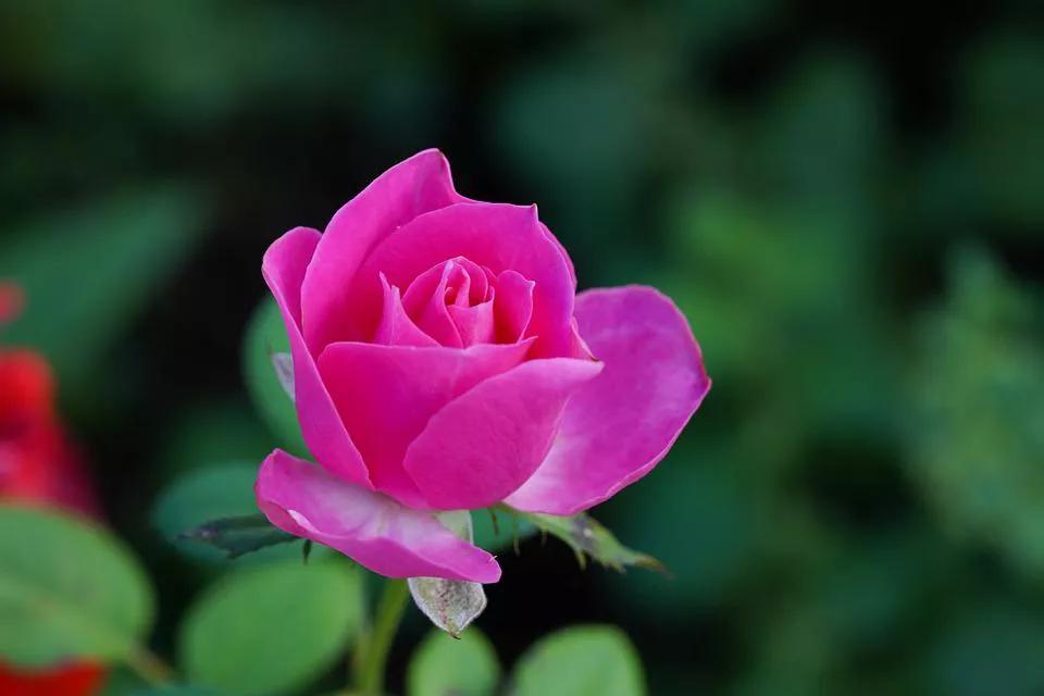 520适合发朋友圈的配图爱情,入目无别人四下皆是你英语