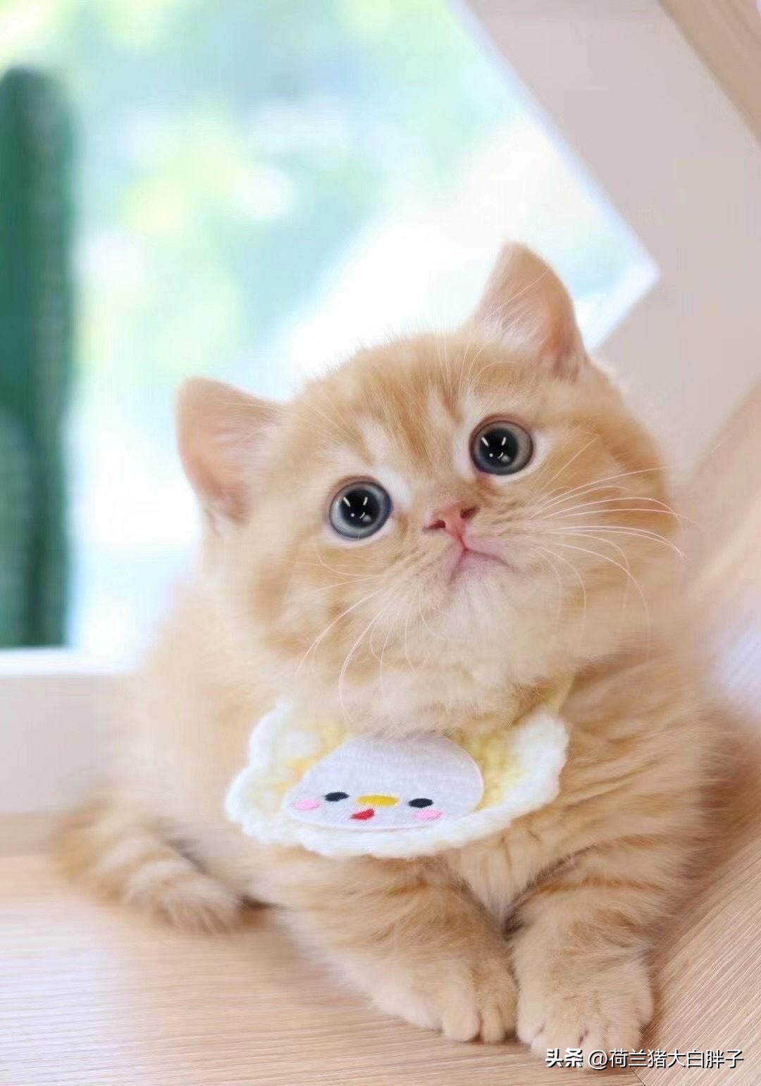 小猫咪便血拉稀是什么情况,小猫咪便血是什么原因怎么检查