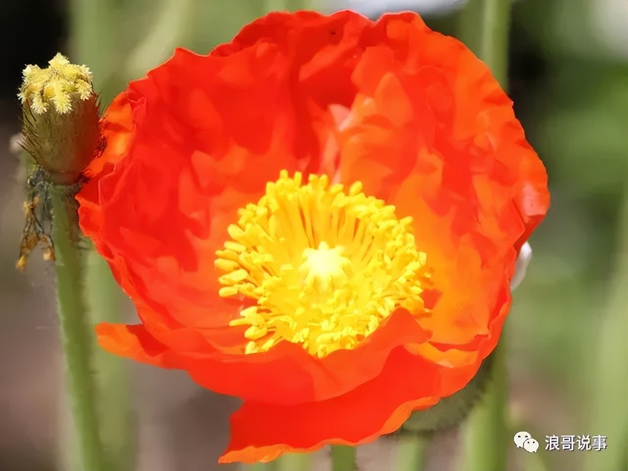 介于*粟罂**与虞美人之间的物种--冰岛*粟罂**（野*粟罂**）