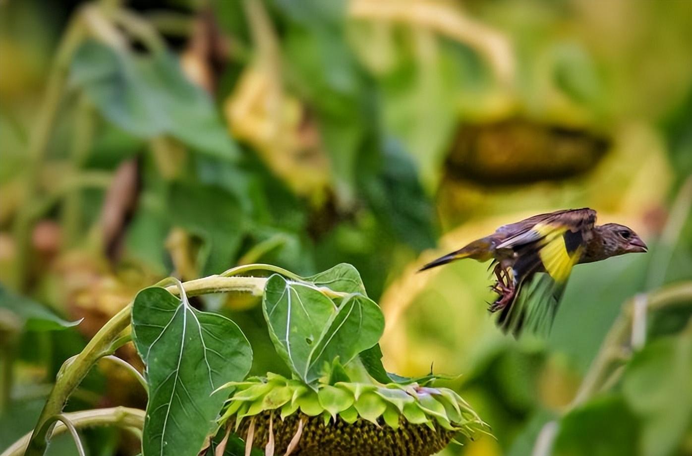 《金翅雀》内容赏析,金翅雀的描述