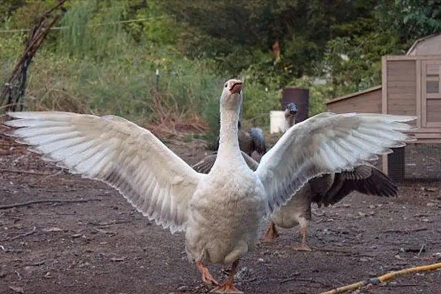 鹅粪便为什么能杀死蛇,大鹅的粪便能杀蛇吗