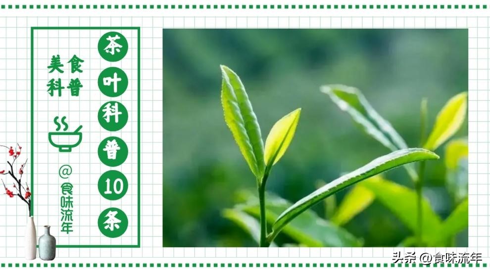 茶叶的基础知识茶之源图文,爱喝茶的你必须了解的茶叶冷知识