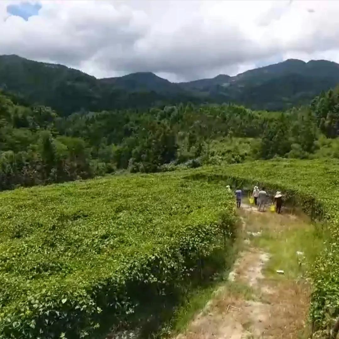 湖南小伙承包五千亩四年赚上千万,90后小伙承包15亩果园