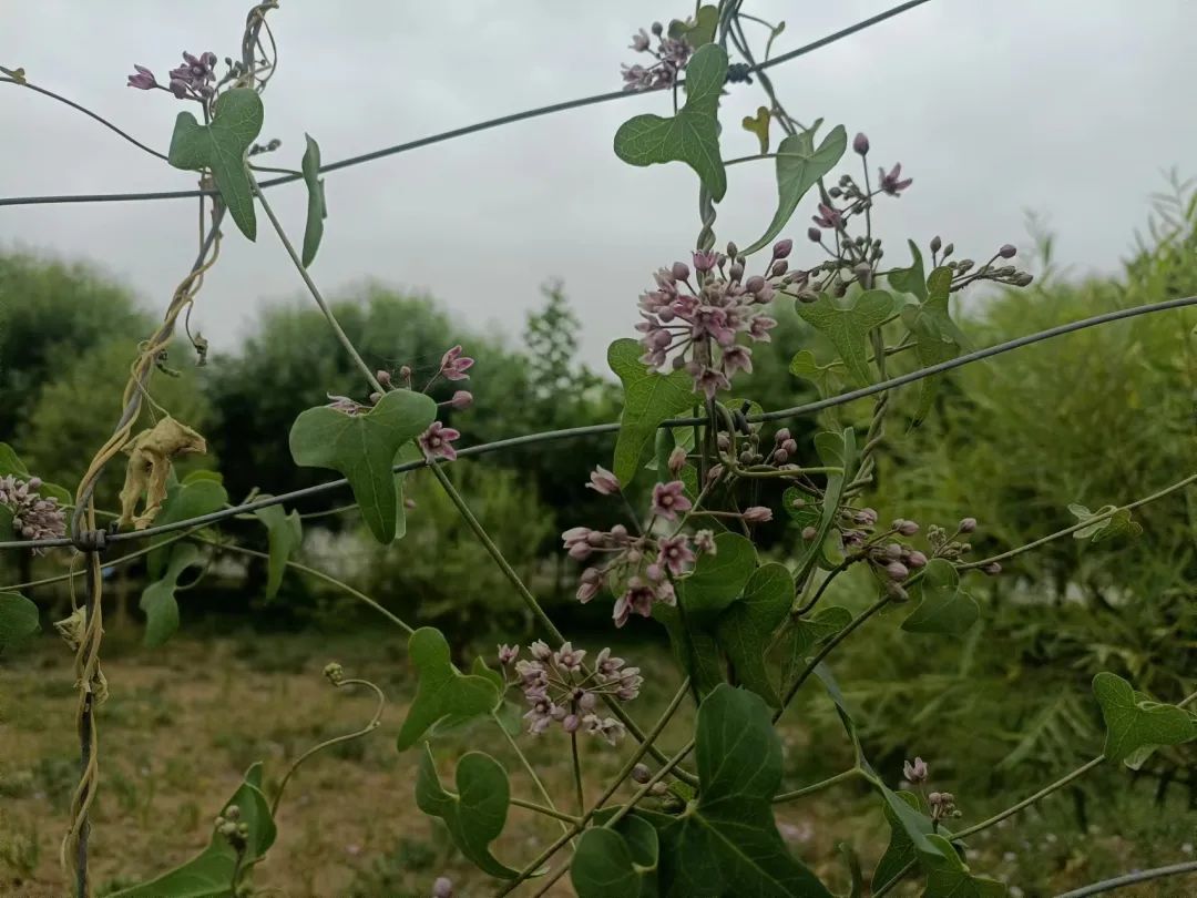 炽烈的支教（7）：企盼到雨，再企盼便是孩子的未来