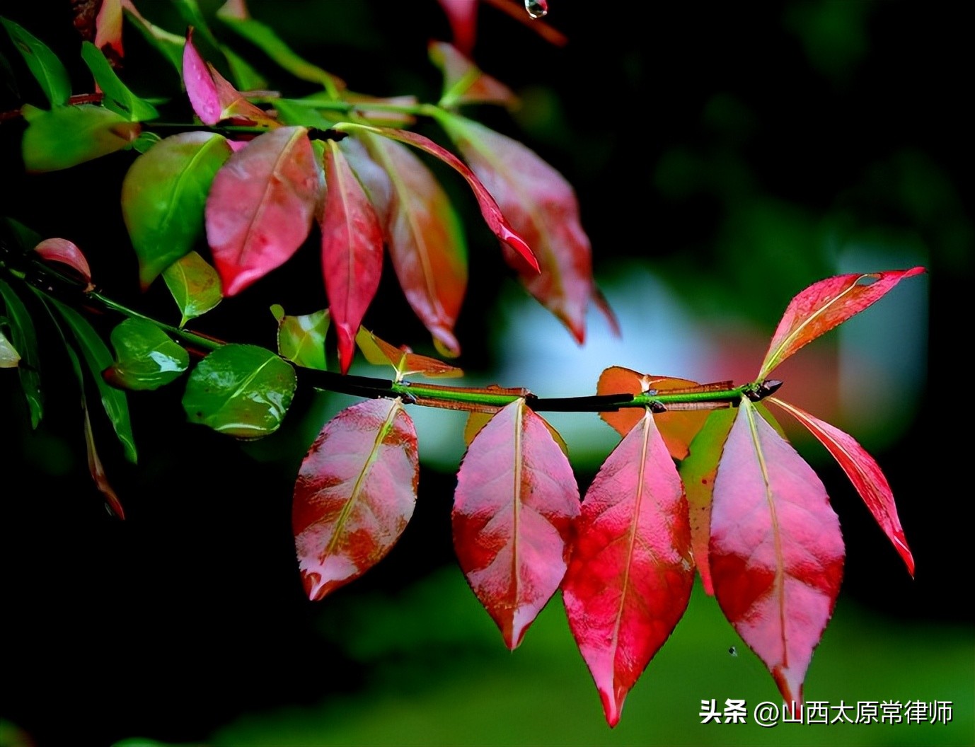 鍦熷湴绉熻祦鍚堝悓瑙ｉ櫎鍗忚,鍐滄潙鍦熷湴绉熻祦鍗忚