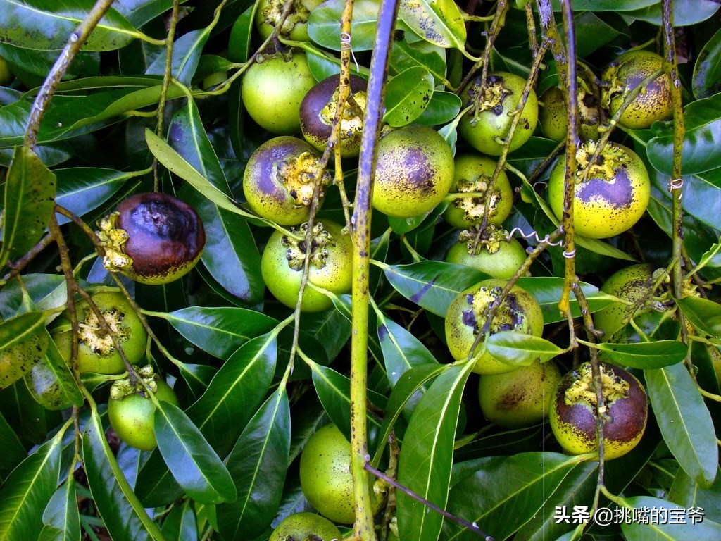 巴巴多斯中国人,巴巴多斯人在中国