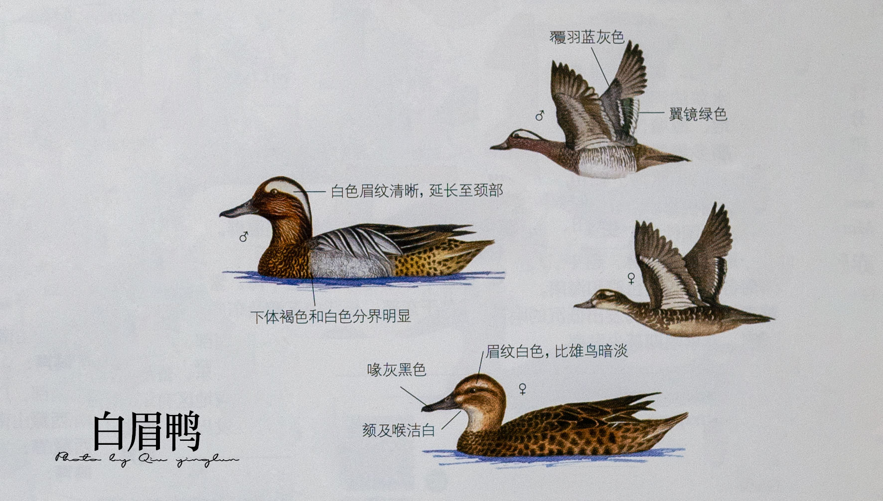 涓滄睙鎻借儨,涓滄睙鎻借儨楦熺被