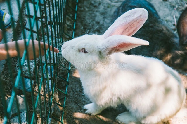 兔子身上长癣了怎么回事,兔子知识图片