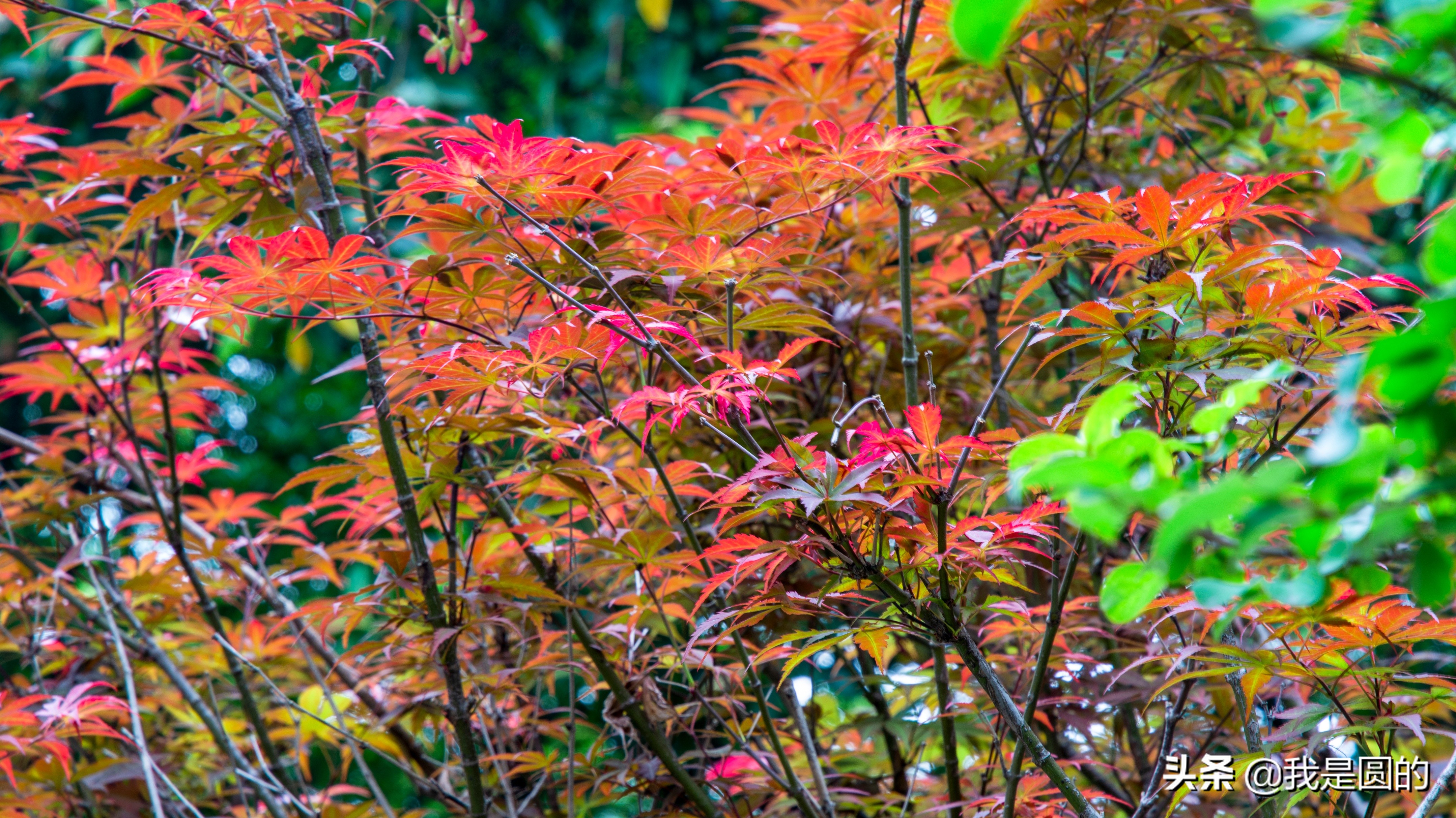 “五.一”树叶也很红（原创摄影+随笔300字）