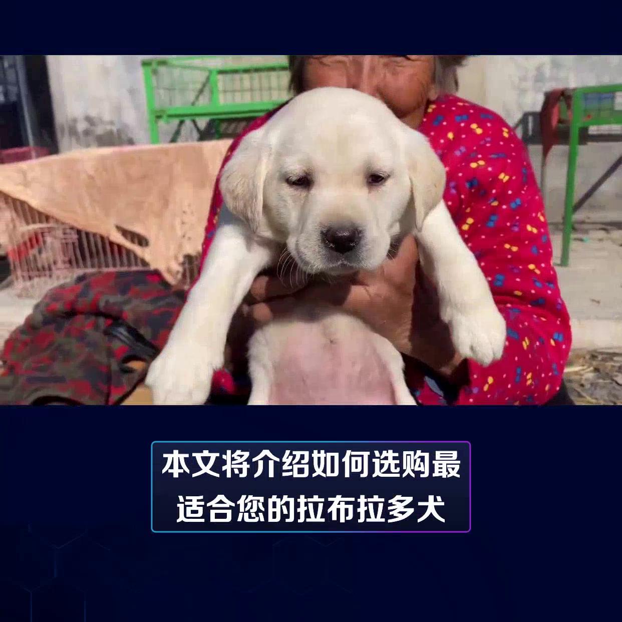 新手怎么挑选拉布拉多犬幼犬,图解挑选拉布拉多犬幼犬指南