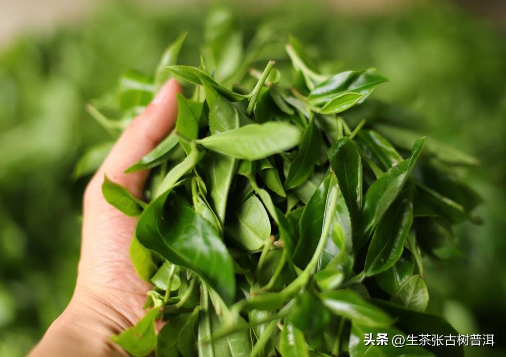 选购普洱熟茶茶叶,普洱茶该怎么选购