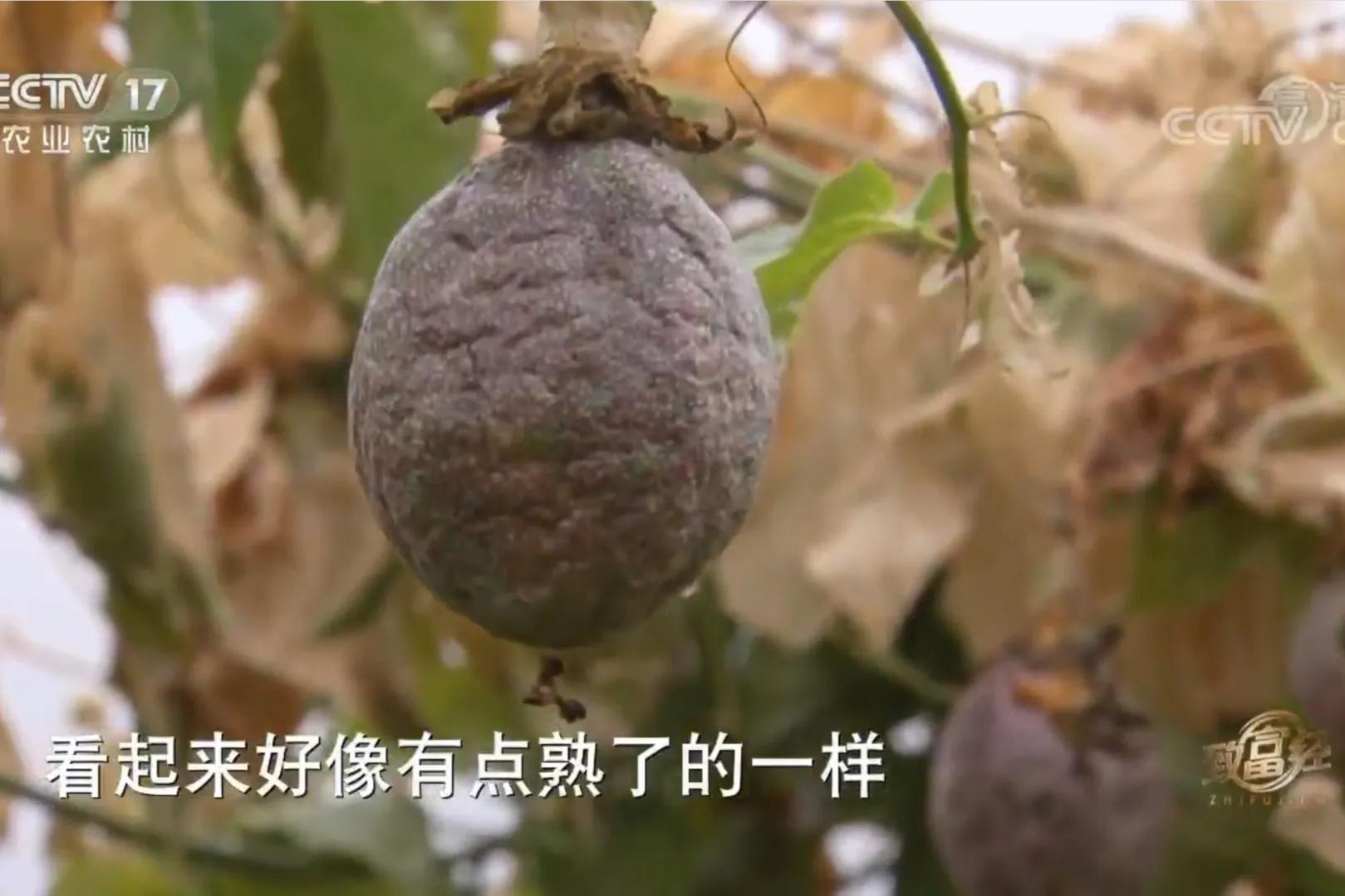 愚公移苍山荒山化作聚宝盆,200亩荒山变成聚宝盆