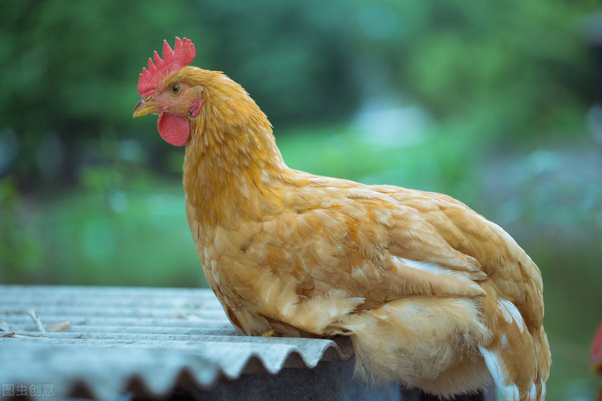三黄鸡跟普通鸡的区别是什么,三黄鸡是什么鸡