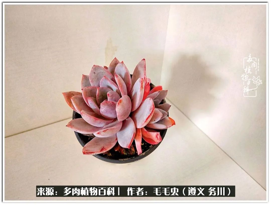 多肉可抵岁月,多肉之花语