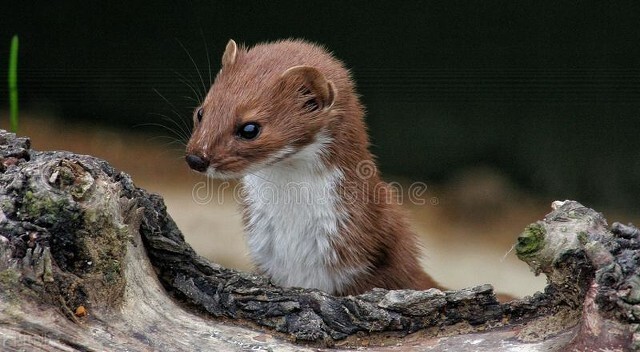 黄鼠狼的屁有多臭，消防员被熏吐