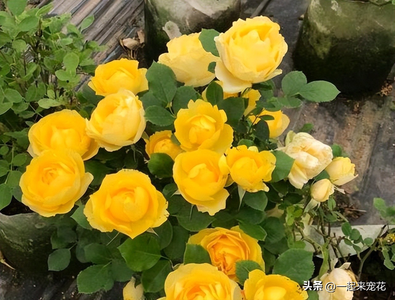 月季花最勤花最容易开爆盆的品种,十大经典月季花品种图片