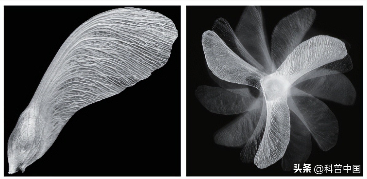 来看它们春风吹又“生”，“生”孩子的“生”！