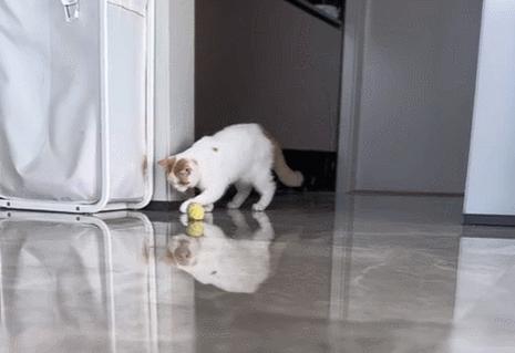 双眼失明的小猫,双目失明小猫