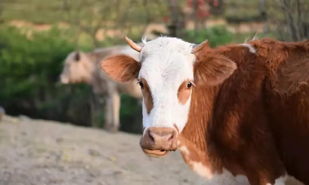 给牛驱虫药哪个牌子好,给牛驱虫打针的正确方法