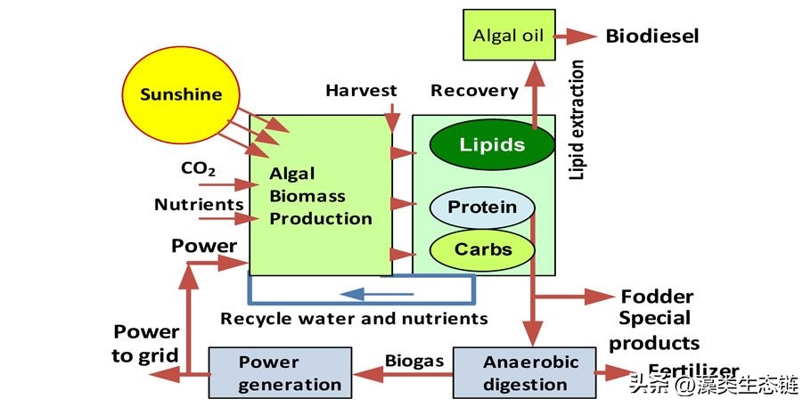 藻类基础知识,鱼塘藻类培养