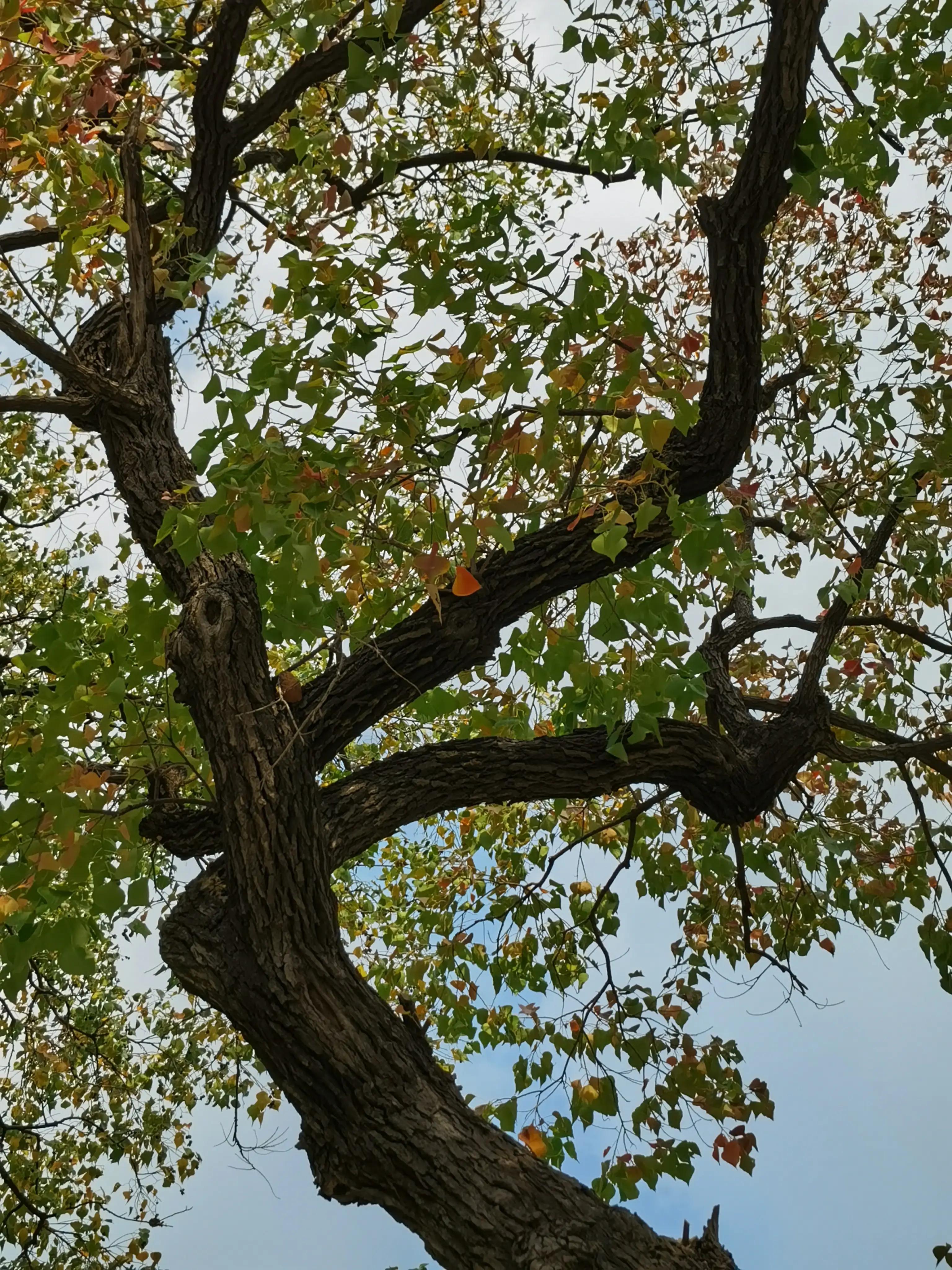 婴语奶声奶气,婴语声音视频